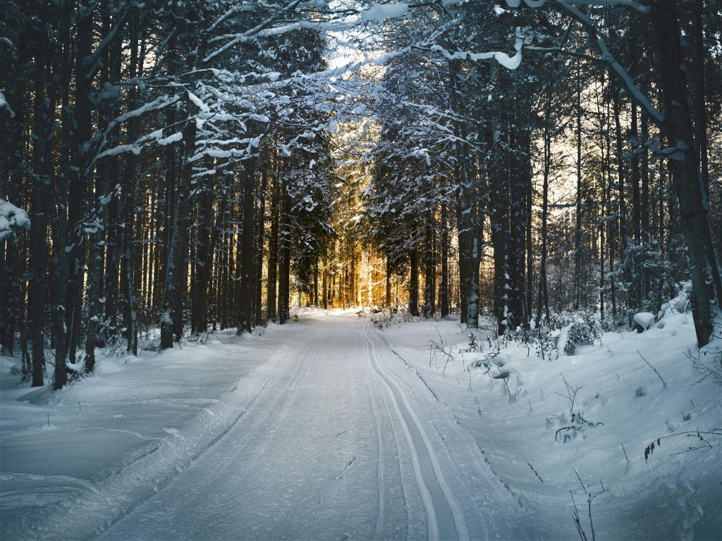 pexels-photo-688660-688660 Stunning snowy path through a winter forest in Ebensee, Austria, with sunlight filtering through trees.