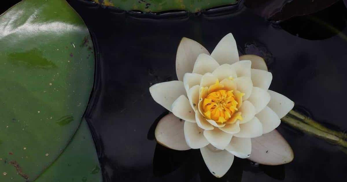 Eurail and Interrail pass options for budget rail travel in Europe